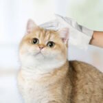 Disposable pet using gloves